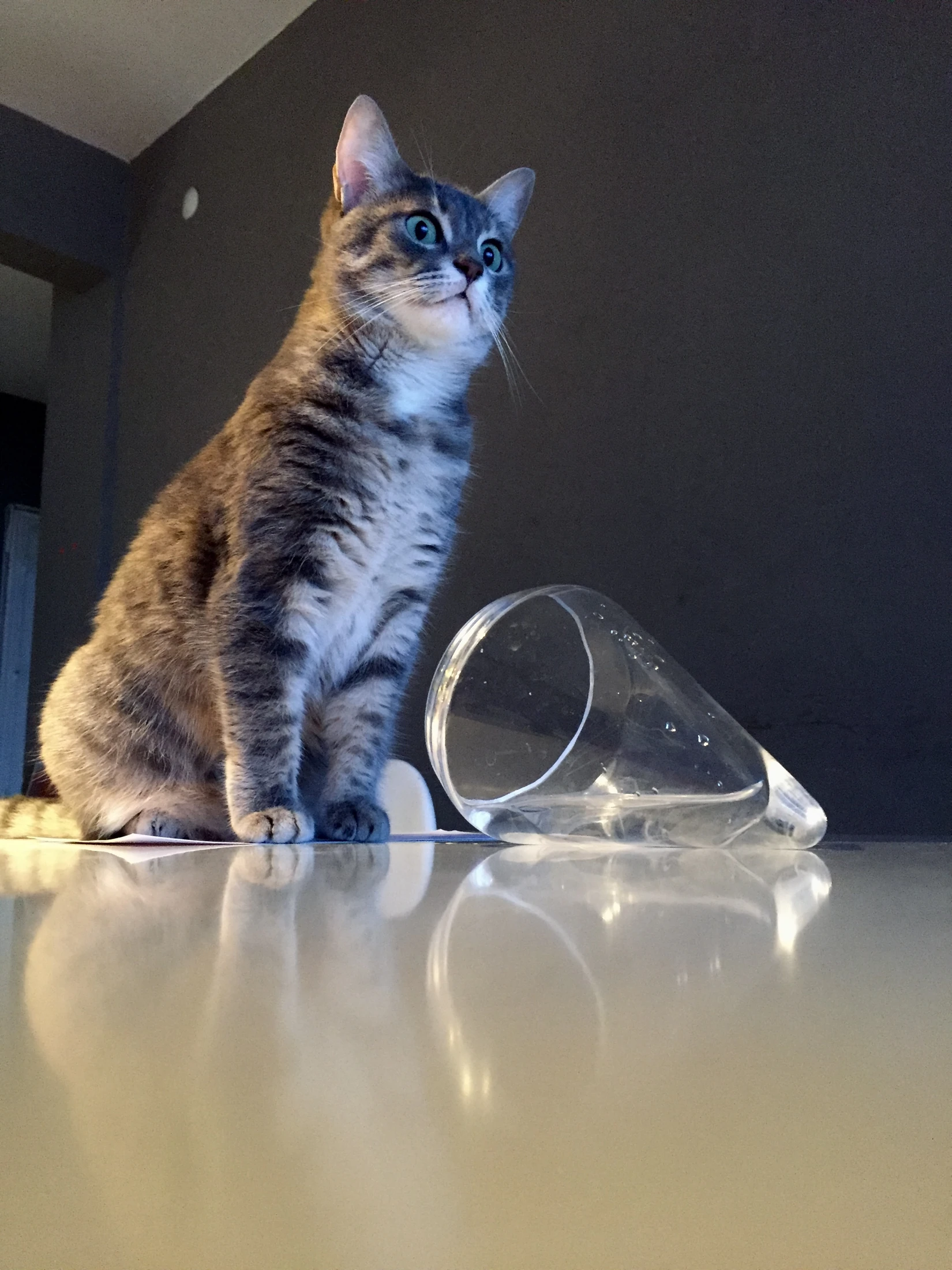 A cat beside the Omnia jug in the studio
