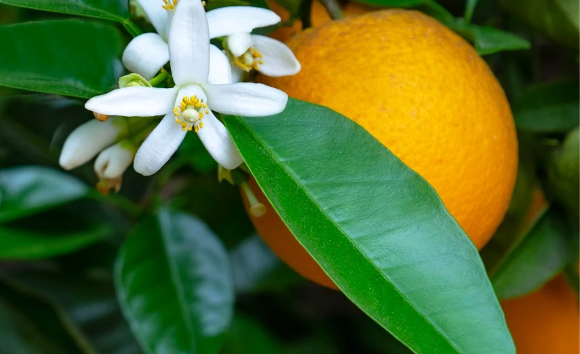 White orange blossoms, an orange and green leaves